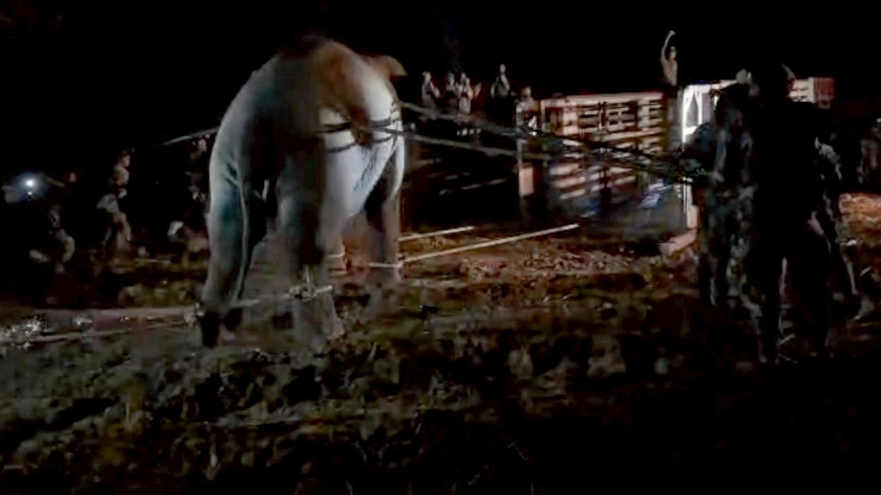 ชี้แจงสาเหตุการตายของช้างสีดอหูพับ พร้อมสั่งระงับเคลื่อนย้ายช้างอีก 3 ตัว