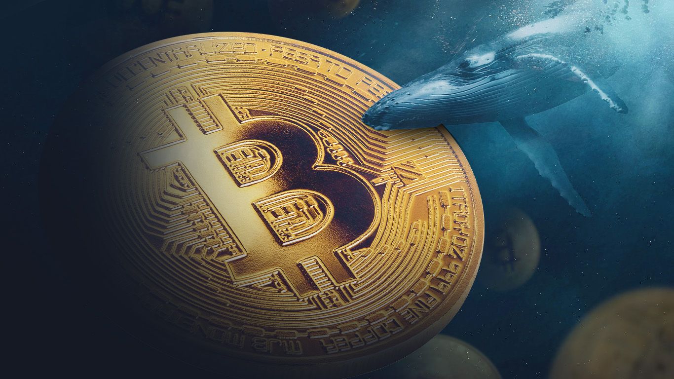วาฬบิตคอยน์กลับมาช้อนซื้อ 53,000 BTC มากสุดในรอบ 3 เดือน หลังราคาร่วง 45%