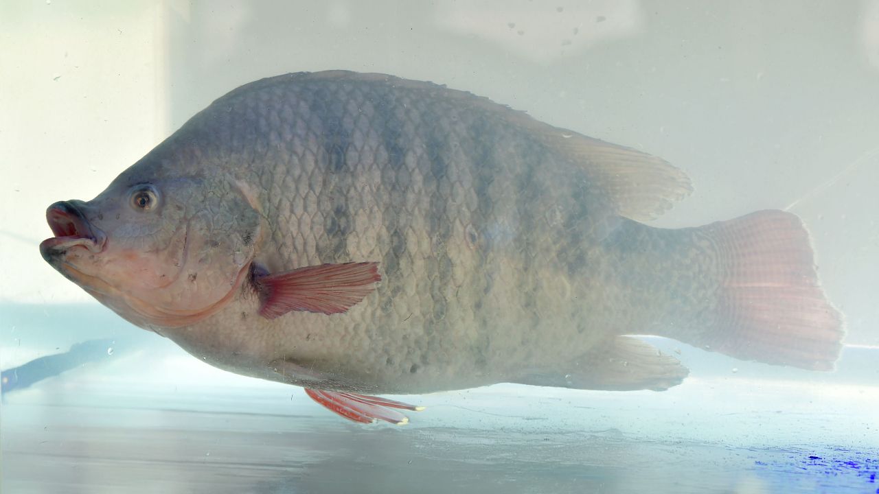 ปลานิลสายน้ำไหลเบตง สินค้า GI ใหม่จากยะลา