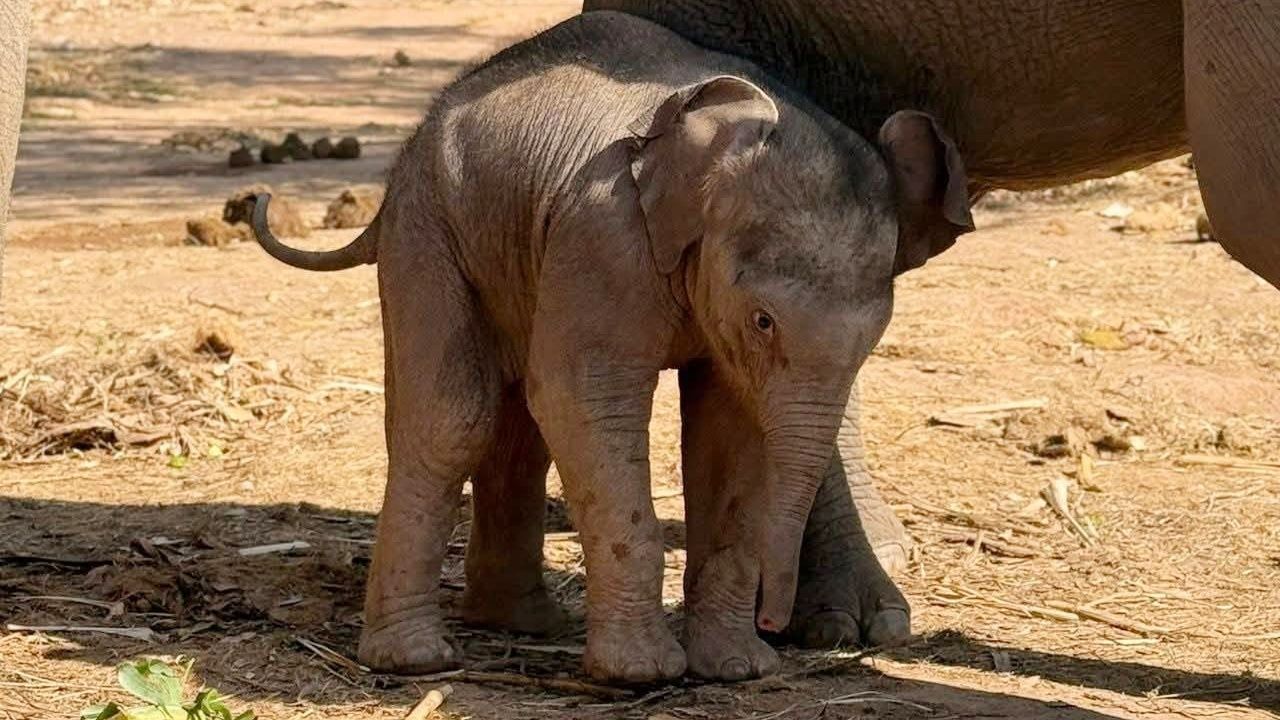 แม่เปิ้ลให้กำเนิดลูกช้างใหม่ 'น้องกุมภา' สมาชิกตัวที่ 71 ในป่าซับลังกา