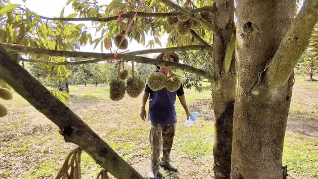 ชาวบ้านตราดวิตกปะทะรอบ 3 เสี่ยงกระทบฤดูกาลเก็บเกี่ยว