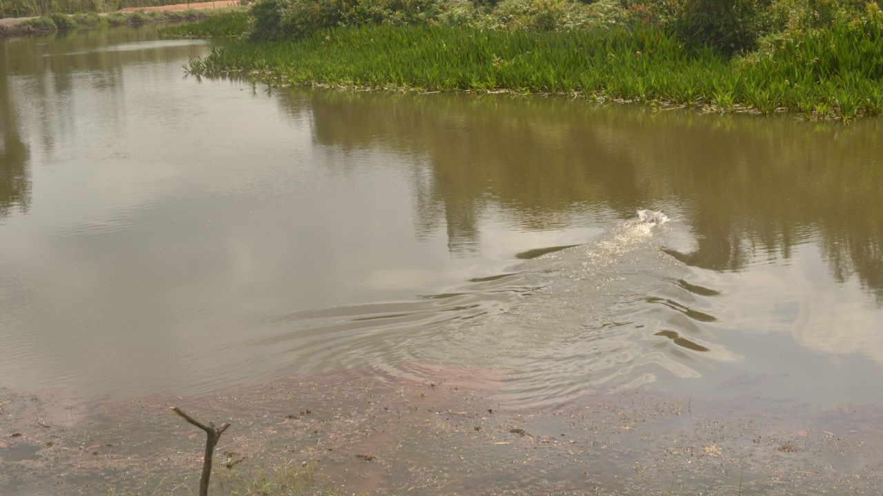 พบ 'ตะโขง' ในป่าพรุตากใบ มีอย่างน้อย 2 ตัว เร่งจัดทำแผนอนุรักษ์