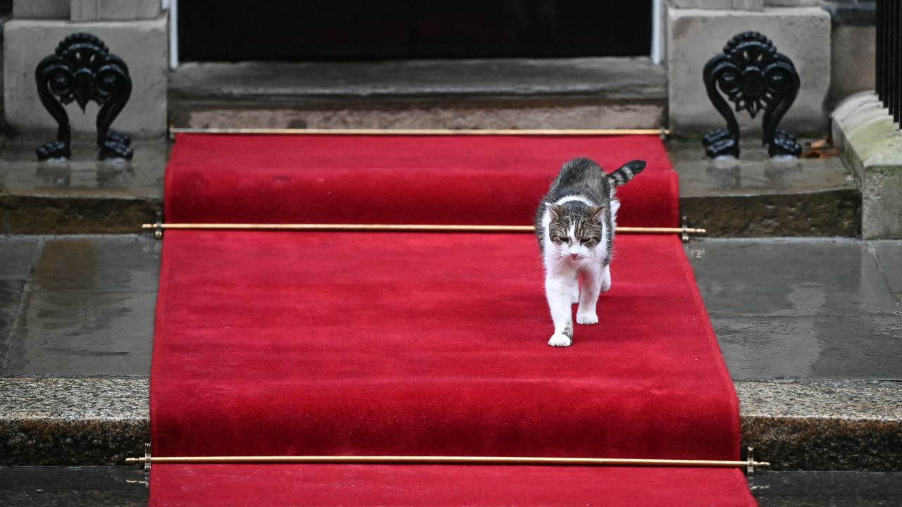 แมวแลร์รี ฉลอง 15 ปีในตำแหน่งหัวหน้าฝ่ายจับหนูของอังกฤษ