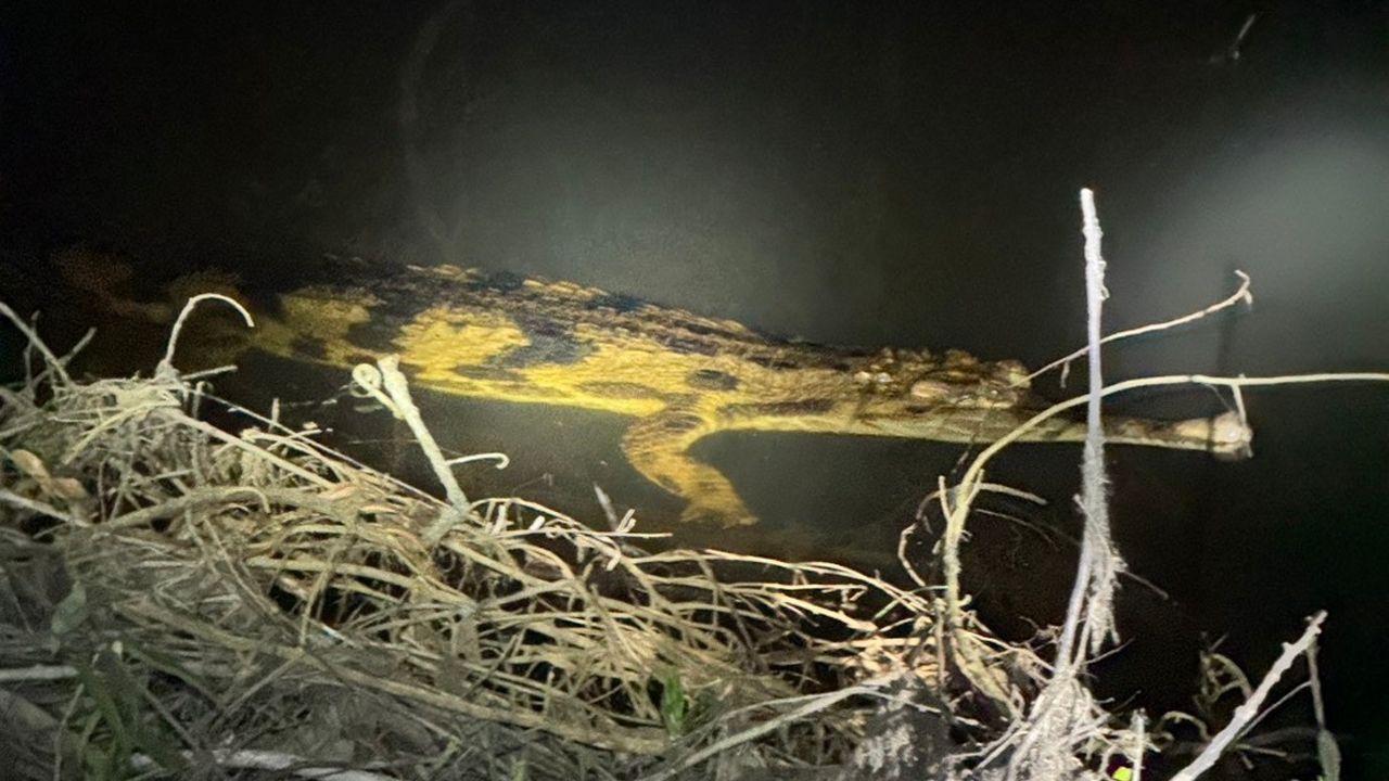 พบ 'ตะโขง' ในธรรมชาติครั้งแรกในไทยที่นราธิวาส