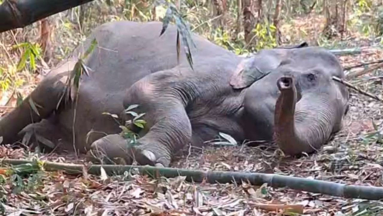 อัปเดตอาการช้างตาหวาน เขาอ่างฤาไน สัตวแพทย์เฝ้าติดตามใกล้ชิด