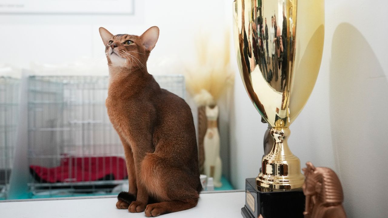 แมวจากมอสโกคว้ารางวัล 'แมวที่ดีที่สุดในโลก 2025' ที่งาน Golden Paw