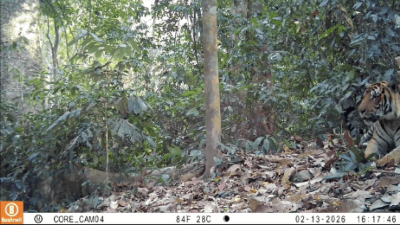 กล้องดักถ่ายสัตว์เผย เสือโคร่งณเดช พบรักกับเสือสาวใหม่