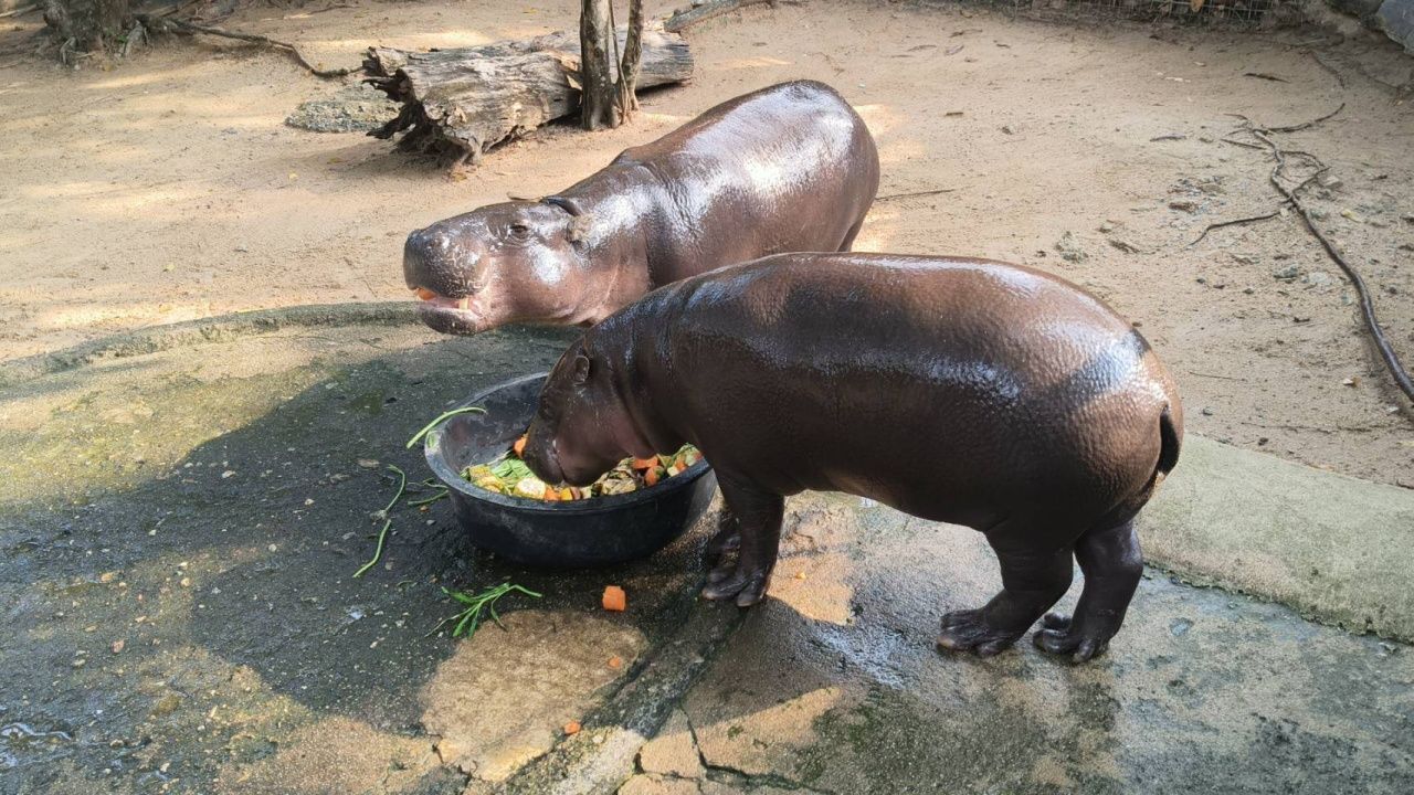 สวนสัตว์เปิดเขาเขียวยืนยันสวัสดิภาพฮิปโปฯ ไม่หวังผลกำไร