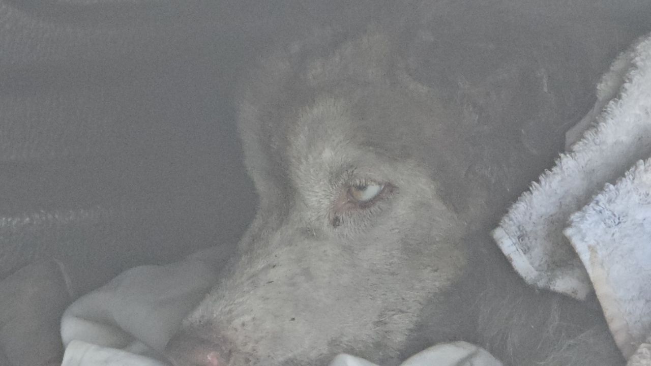 ตำรวจเตรียมจับกุมผู้ก่อเหตุไฟเผาไซบีเรียน "มอลลี่" ใน 1-2 วัน