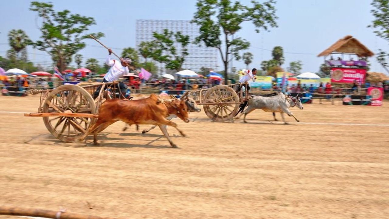 เตรียมจัดแข่งขันวัวเทียมเกวียน ปี 2569 กระตุ้นการท่องเที่ยวเพชรบุรี