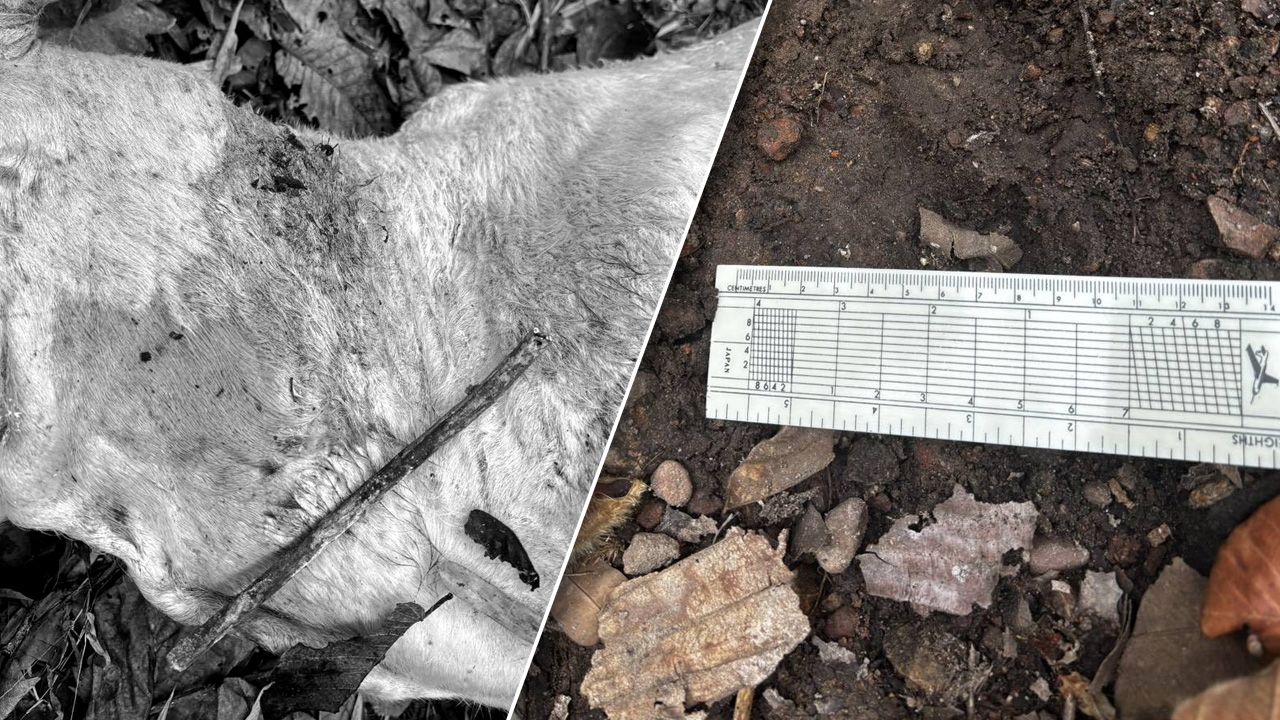 ชาวบ้านเชียงใหม่ตื่นตระหนก วัวถูกเสือโคร่งกัดตาย 3 ตัว