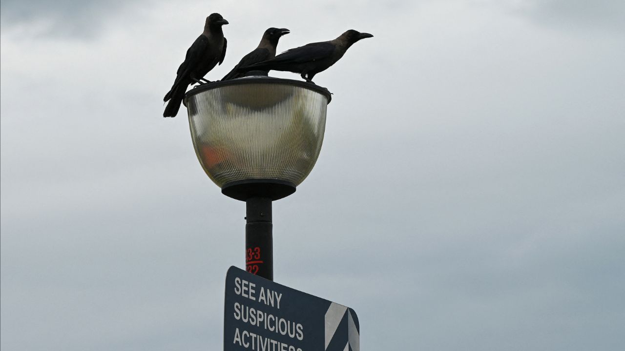 สิงคโปร์เตรียมกลับใช้มาตรการยิงอีกา หลังเหตุโจมตีพุ่งสูง