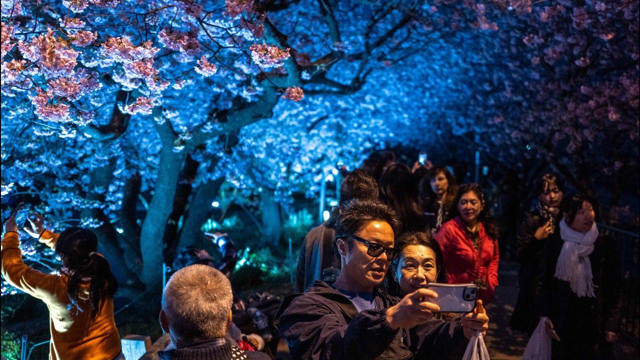 ญี่ปุ่นยกเลิกเทศกาลชมดอกซากุระหลายแห่ง หลังนักท่องเที่ยวแห่เยือนมากเกินไป