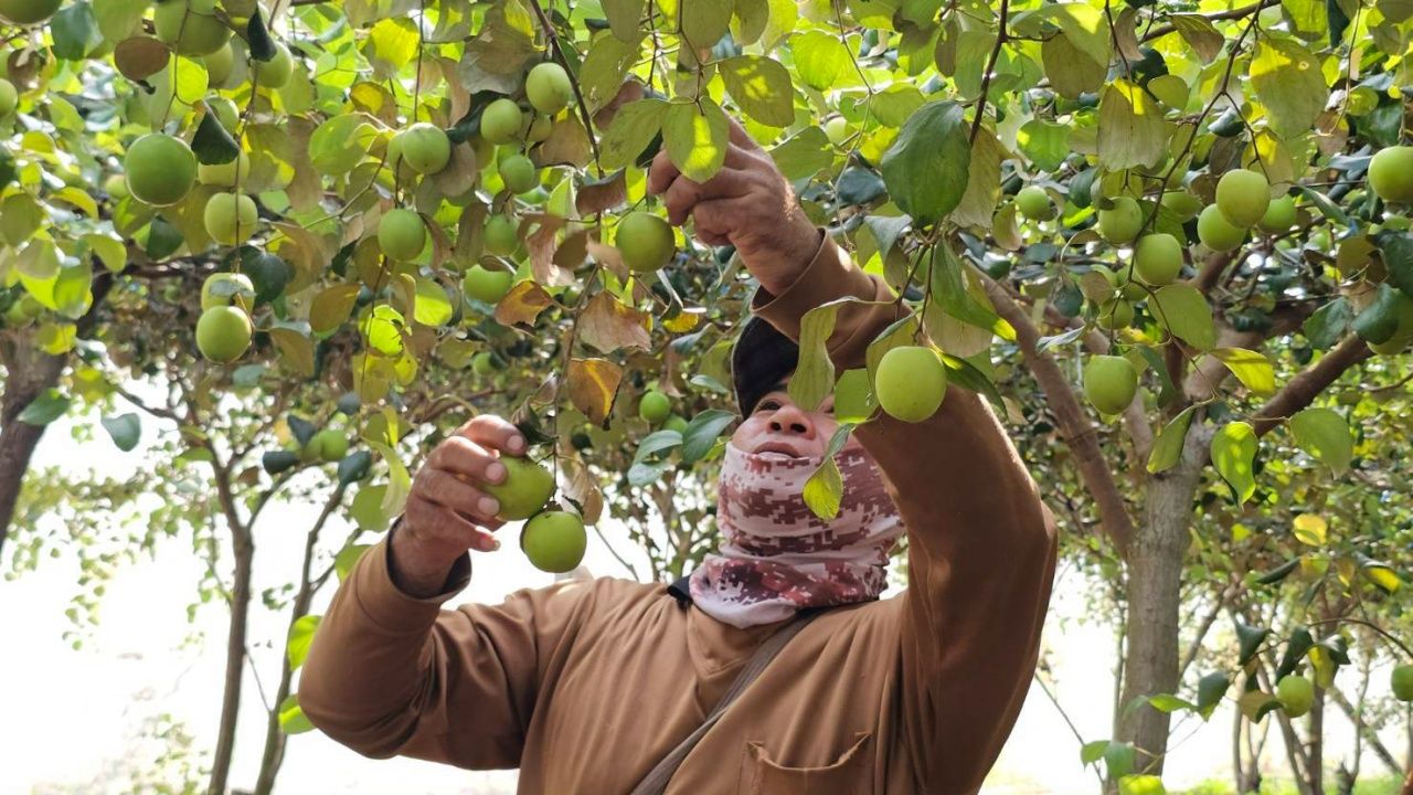 พุทราน้ำอ้อย-แดงอินเดีย สร้างรายได้ทดแทนการทำนาในอุตรดิตถ์