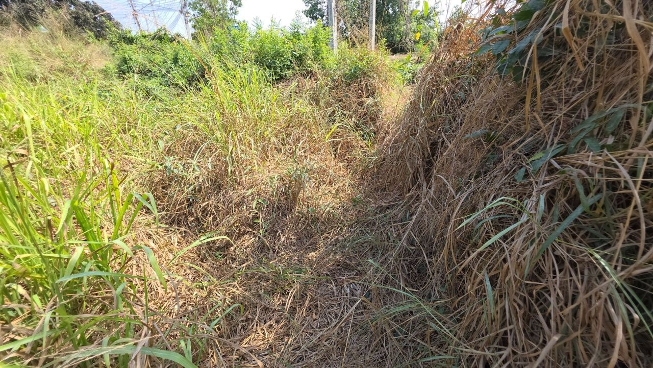 เด็กหญิงวัย 15 ปี ถูกทำร้ายและข่มขืนในป่าข้างวัดแสนสุข