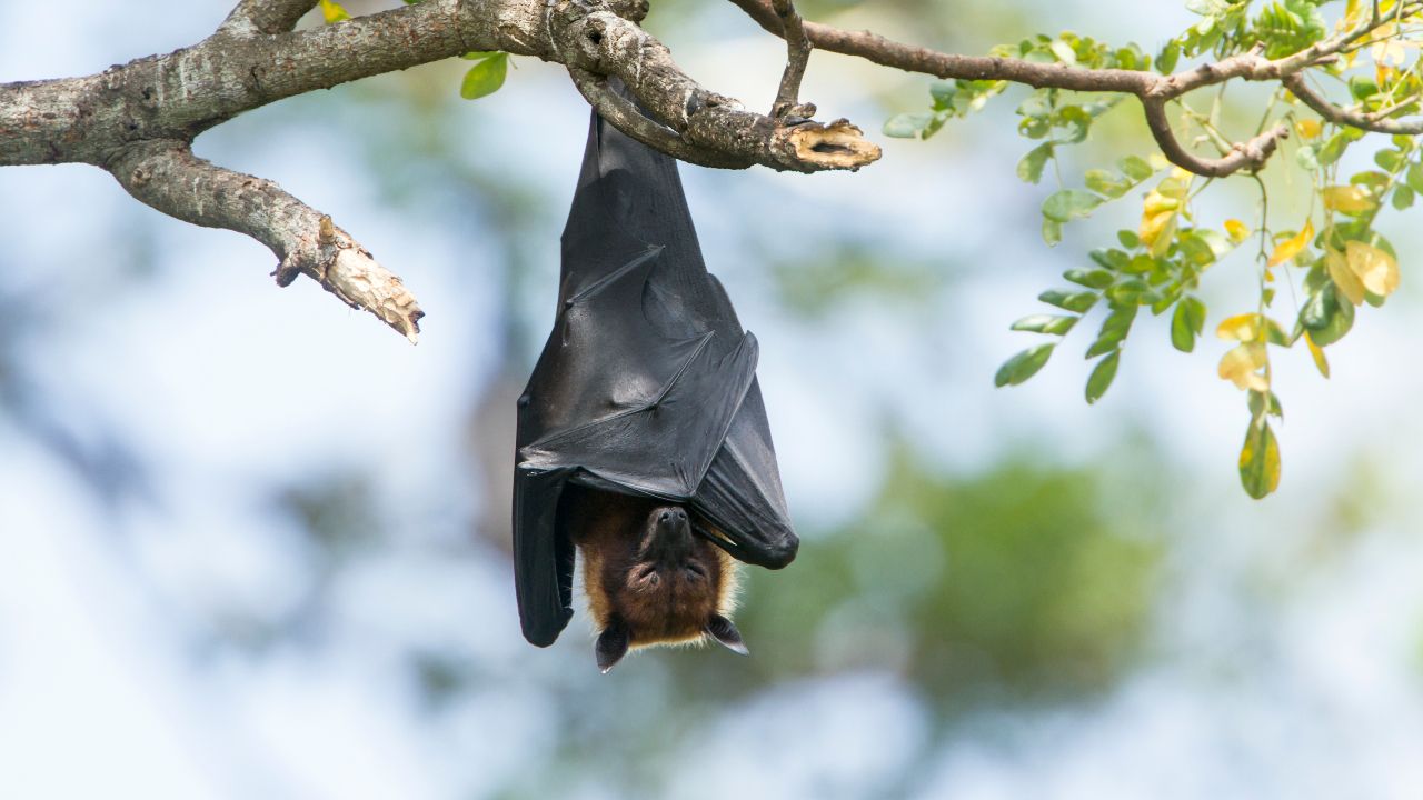 หมอจิรรุจน์เผย 6 ข้อสำคัญเกี่ยวกับไวรัสนิปาห์และวิธีป้องกัน