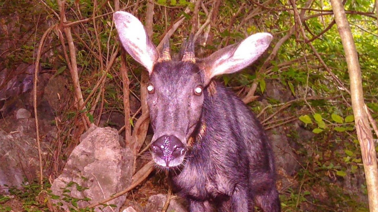 กล้องดักถ่ายสัตว์ป่าในอุทยานแห่งชาติเขาสามร้อยยอดเผยภาพสัตว์หายาก
