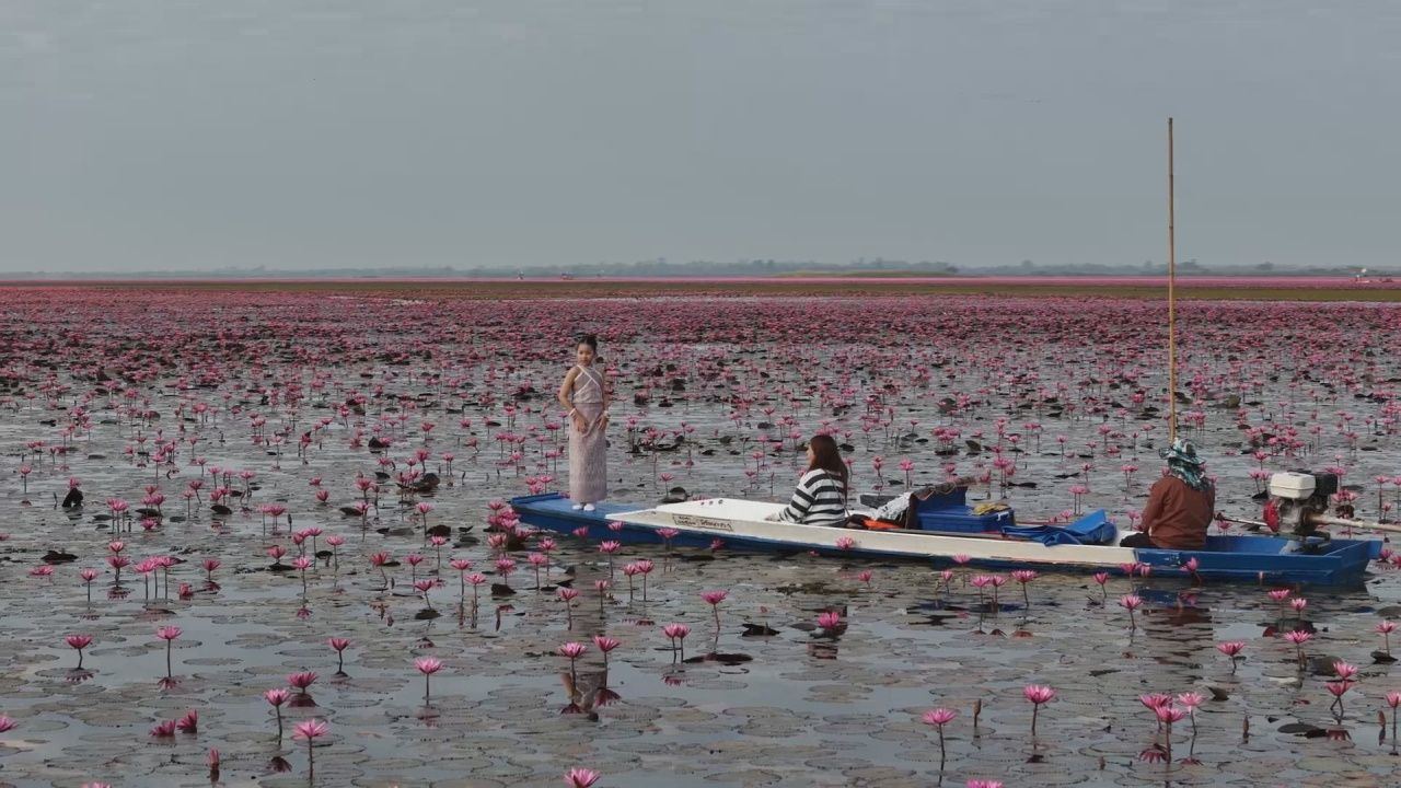 กระแส 'ลิซ่า' ส่งผลยอดนักท่องเที่ยวทะเลบัวแดงพุ่งสูง