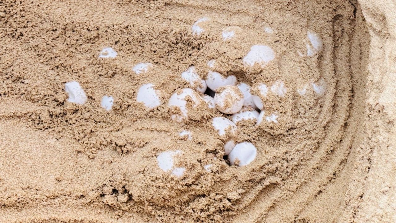 กรมทะเลประกาศข่าวดี แม่เต่ามะเฟืองขึ้นวางไข่ที่หาดบางหลุด