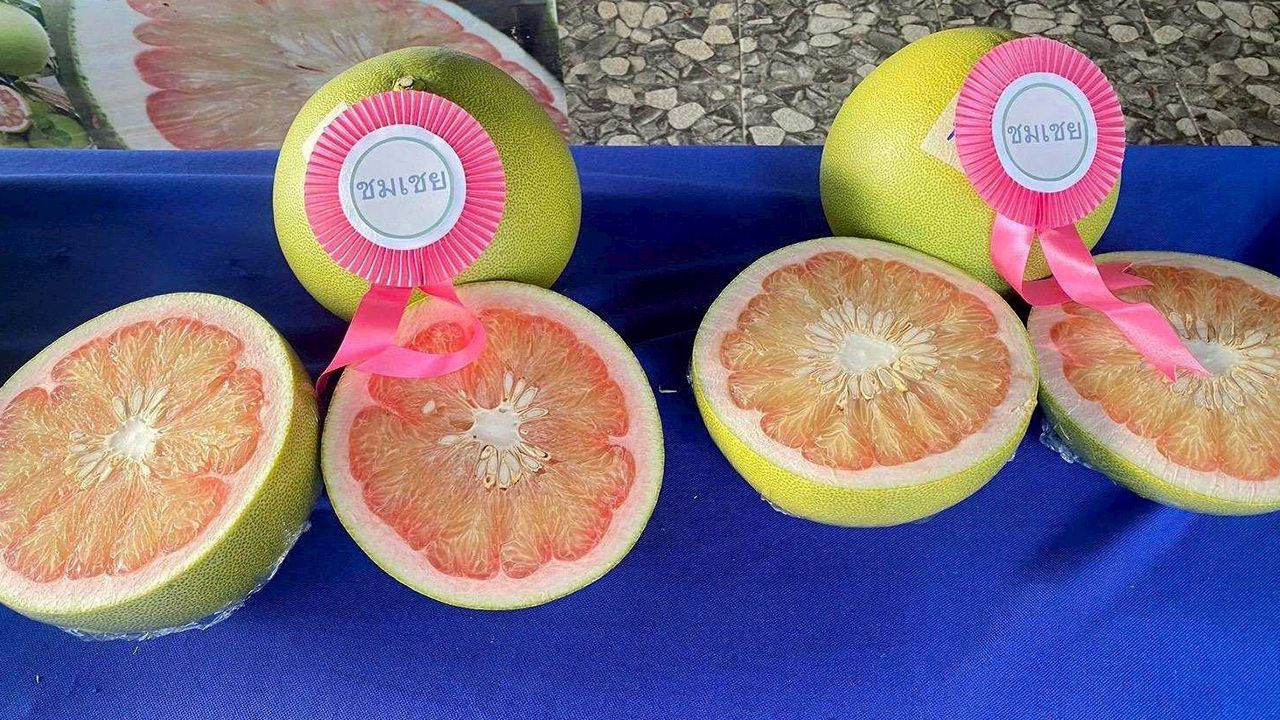 ขึ้นทะเบียน 'ส้มโอเวียงแก่น' สินค้า GI ใหม่ ดันเชียงรายสู่เบอร์ 2 ไทย