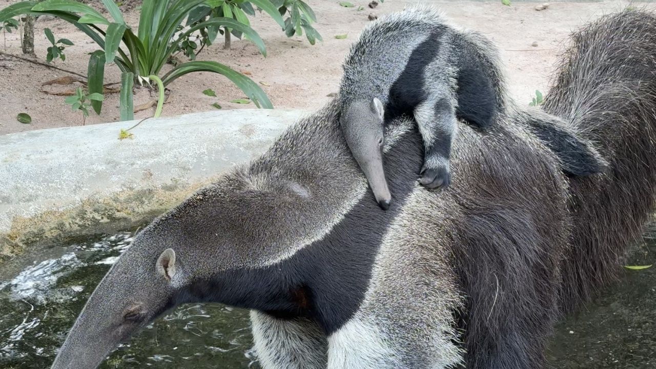 สวนสัตว์เปิดเขาเขียว ตั้งชื่อ 'ก๊อปแก๊ป' ให้ลูกตัวกินมดยักษ์