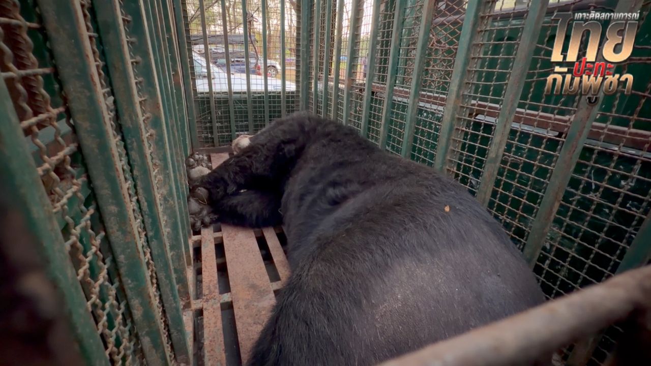 กรมอุทยานฯ เคลื่อนย้ายสิงโต-หมี 5 ตัว จากกาสิโนทมอดา