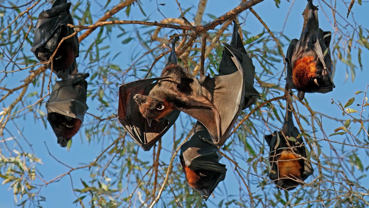 ชาวยิมพีออสเตรเลียเดือดร้อน ฝูงค้างคาวแม่ไก่บุกทำลายคุณภาพชีวิต