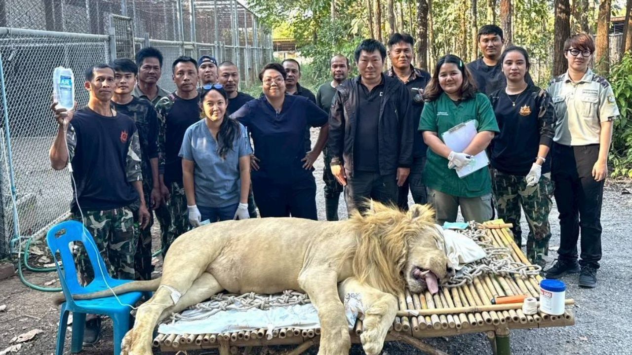 ทีมสัตวแพทย์ดูแล 'เมอรี่-คริสต์มาส' สิงโตขาวป่วยหนักที่ตราด