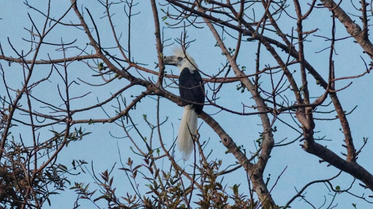 นกเงือกหัวหงอกโผล่ อุทยานแห่งชาติศรีพังงา สัญญาณดีของการอนุรักษ์
