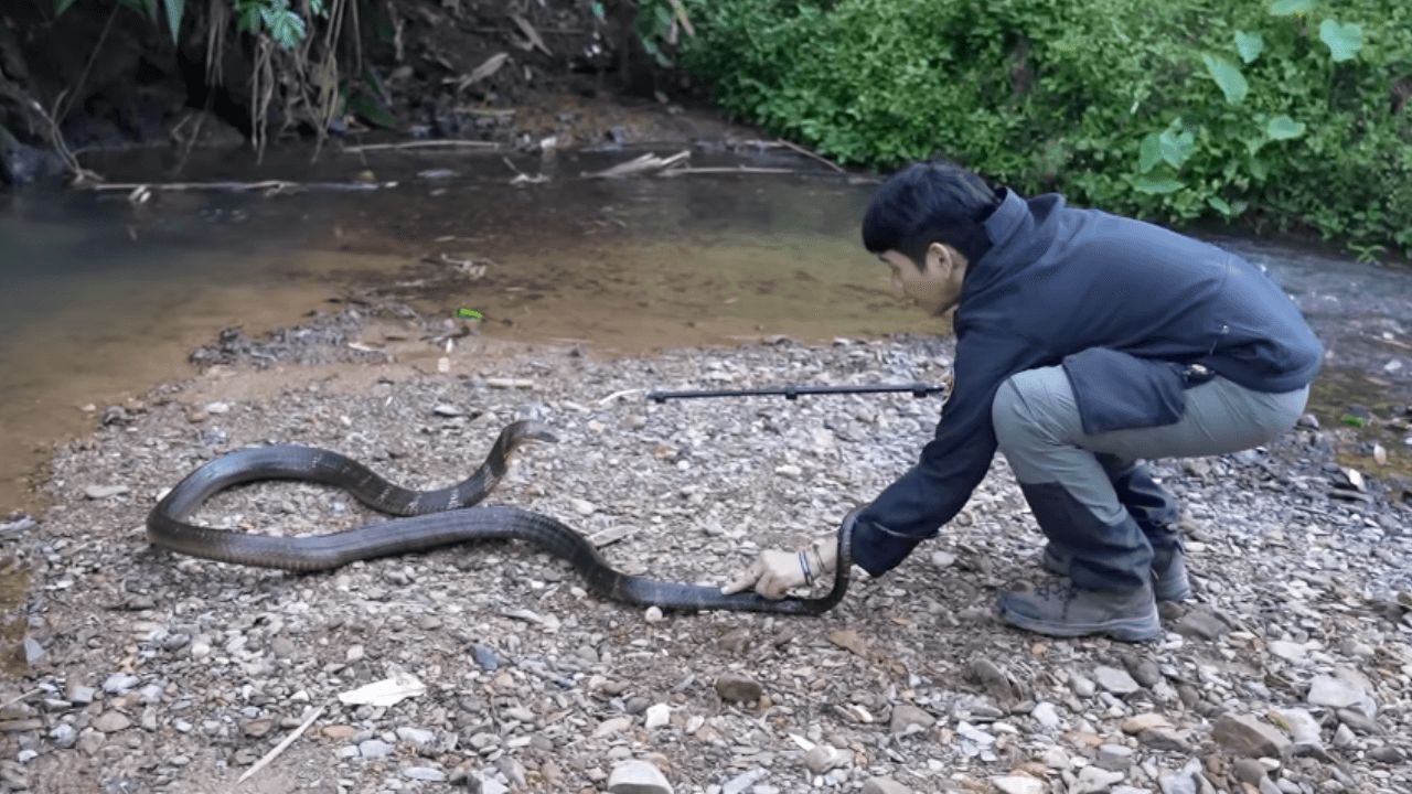 นิค อสรพิษวิทยา เผชิญเหตุถูกงูจงอางกัดขณะจับงู 3 เมตร