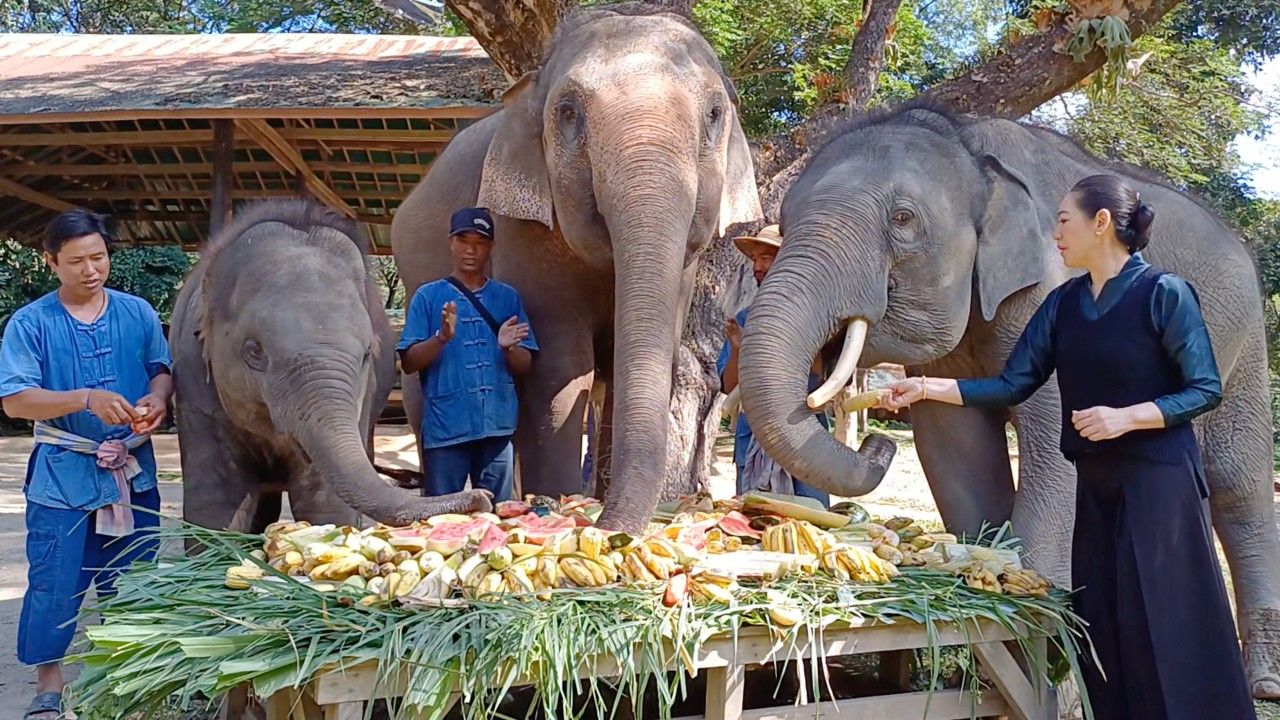 ปางช้างแม่สา จัดทำบุญวันเกิดพ่อเลี้ยงชูชาติ พร้อมฉลองวันเกิดน้องชูใจ
