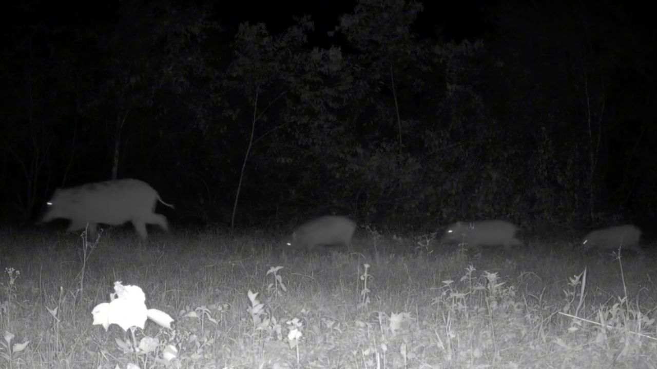 เปิดภาพความน่ารัก ครอบครัวหมูป่า-เสือโคร่ง เดินผ่านหน้ากล้องดักถ่ายสัตว์