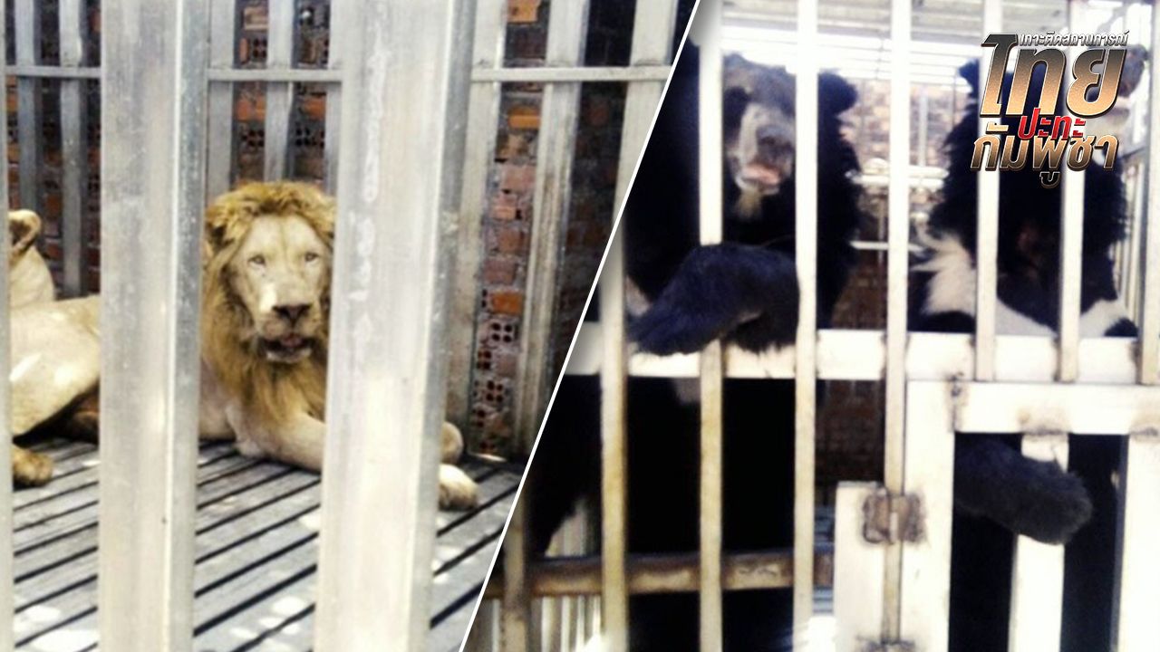 นย.ตราด เข้าควบคุมพื้นที่บ่อนกาสิโน พบสิงโตและหมีควายถูกขัง