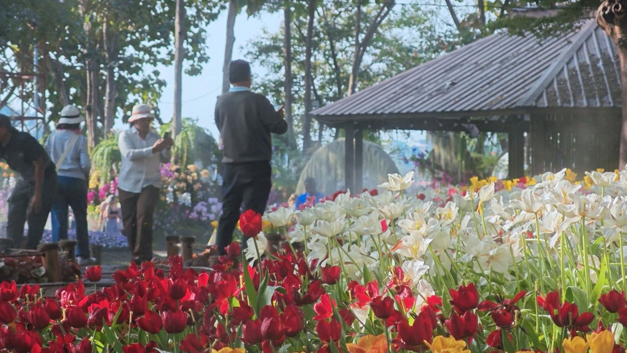 เชียงใหม่จัดงานมนต์เสน่ห์ ชมทุ่งทิวลิปกว่า 30,000 ดอก