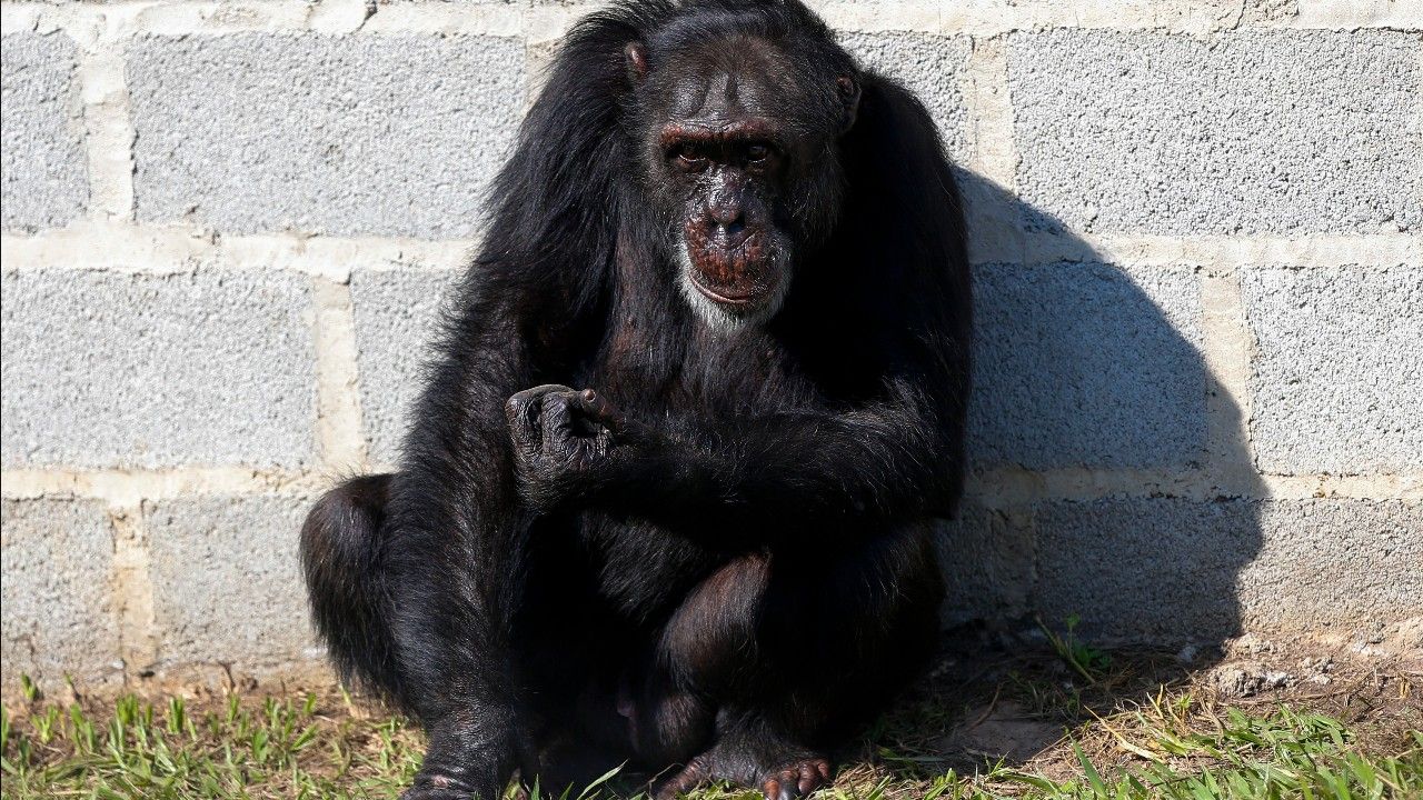 ผลวิจัยเผย สัตว์เลี้ยงลูกด้วยนมหยุดสืบพันธุ์ อายุยืนขึ้นถึง 20%