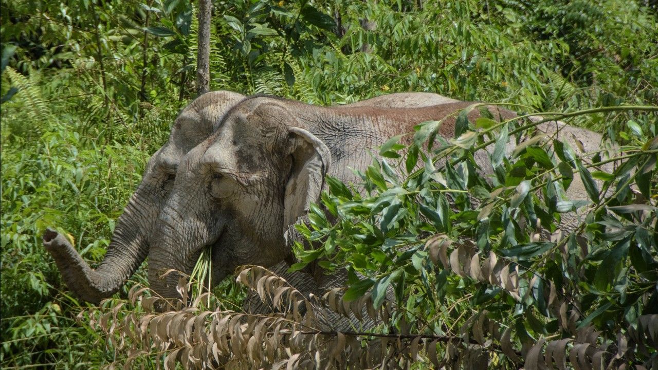 ศรีลังกาจับ 3 ผู้ต้องสงสัยเผาช้างป่าเป็น ๆ จนล้ม จุดกระแสโกรธแค้นในสังคม