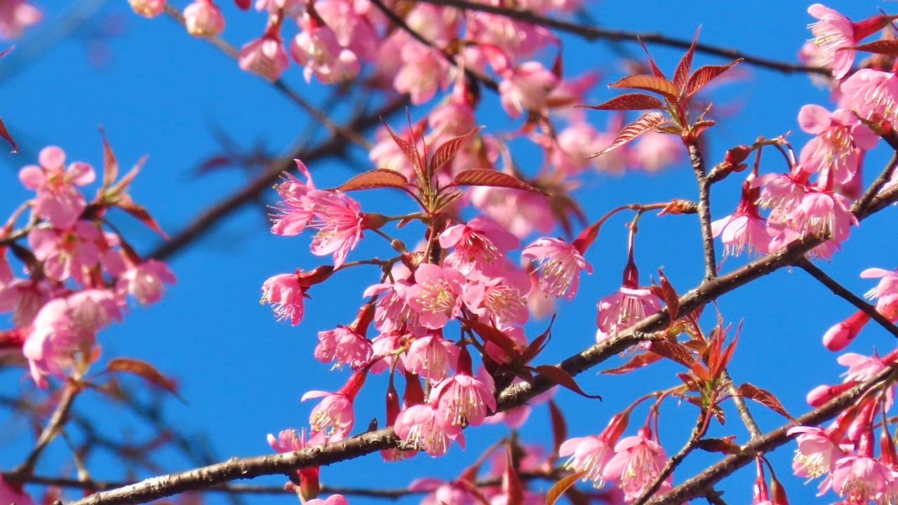 ดอกซากุระเมืองไทยเริ่มบานที่ภูเรือ อุณหภูมิ 12 องศา
