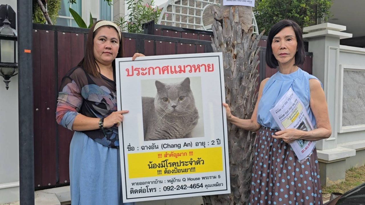 นักธุรกิจสาวประกาศให้ 1 แสน คนนำ “ฉางอัน” แมวพันธุ์สก็อตติชสุดรัก มาคืนให้