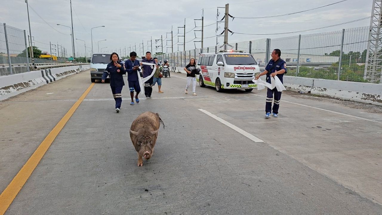 เจ้าของตามหาหลายวัน สุดท้ายเจอ "เจ้าเล็ก" หมูป่าหนีเที่ยวเดินป่วนบนสะพานข้ามแยก