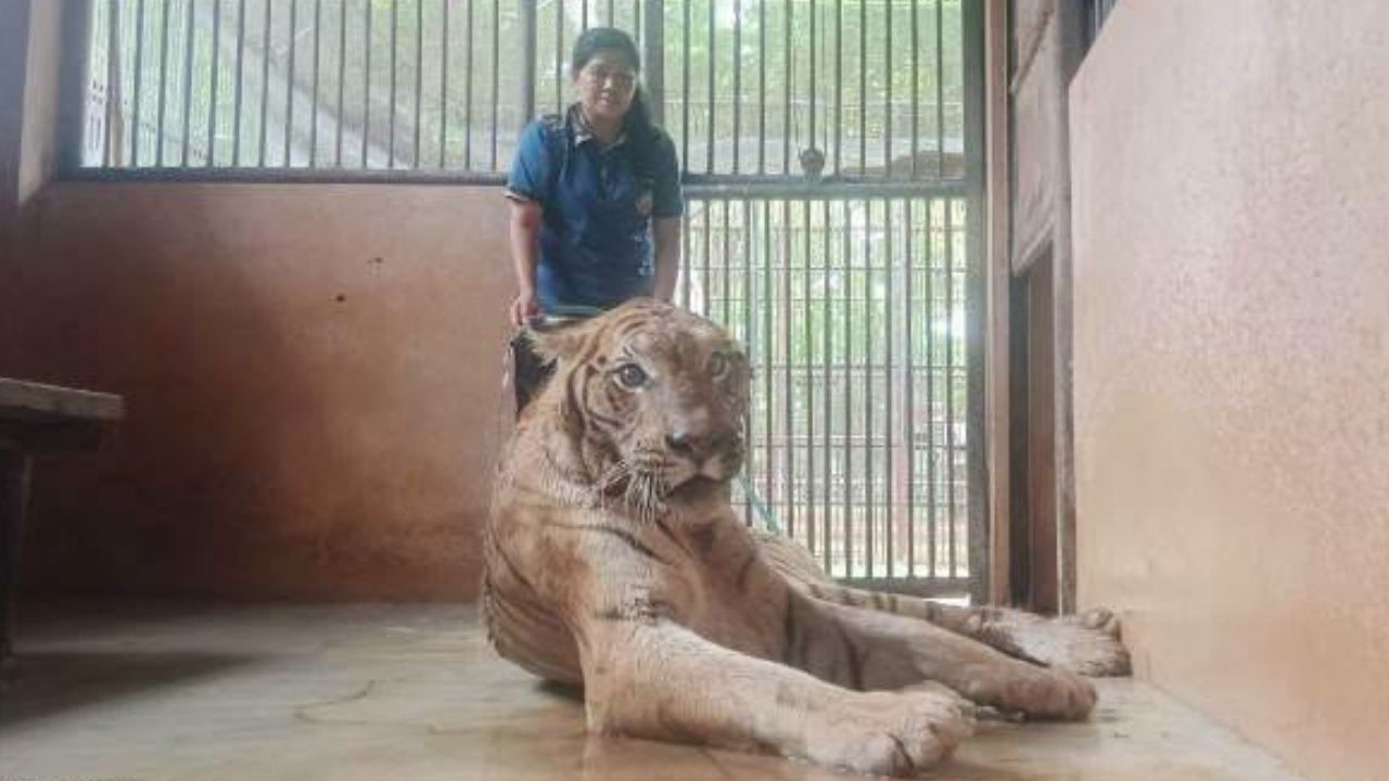 "คุณยายข้าวคั่ว" เสือโคร่งวัย 19 ป่วยแต่ใจยังสู้ สัตวแพทย์ดูแลใกล้ชิด 24 ชม.