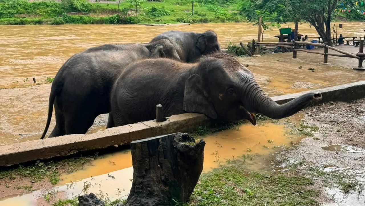 เฝ้าระวัง “น้ำแม่แตง” เพิ่มสูง หมู่บ้านช้างฯ ย้ายช้างขึ้นที่สูง เตรียมรับฝนค่ำนี้