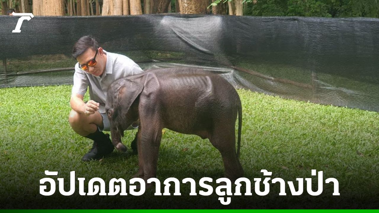 อุทยานฯ ไทรโยค อัปเดตอาการ "ลูกช้างป่าพลัดหลง" บาดแผลดีขึ้น กินนมได้ตามปกติ