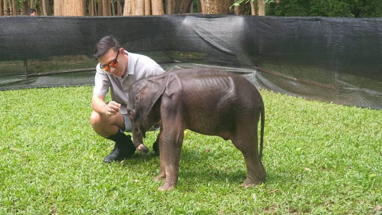 ผลตรวจเลือดลูกช้างป่า “จิ๋วไทรโยค” ไม่พบเชื้อไวรัสเฮอร์ปีส์