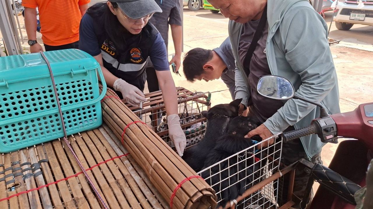 "ปศุสัตว์กันทรลักษ์" ประกาศเขตควบคุมโรคระบาด หลังพบหมาจรกัดคน ติดเชื้อพิษสุนัขบ้า