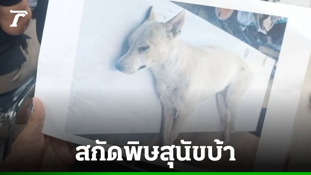 ปทุมธานี ประกาศเขตโรคระบาด 3 อำเภอ หลังหมาจรติดพิษสุนัขบ้า คลั่งไล่กัดคน