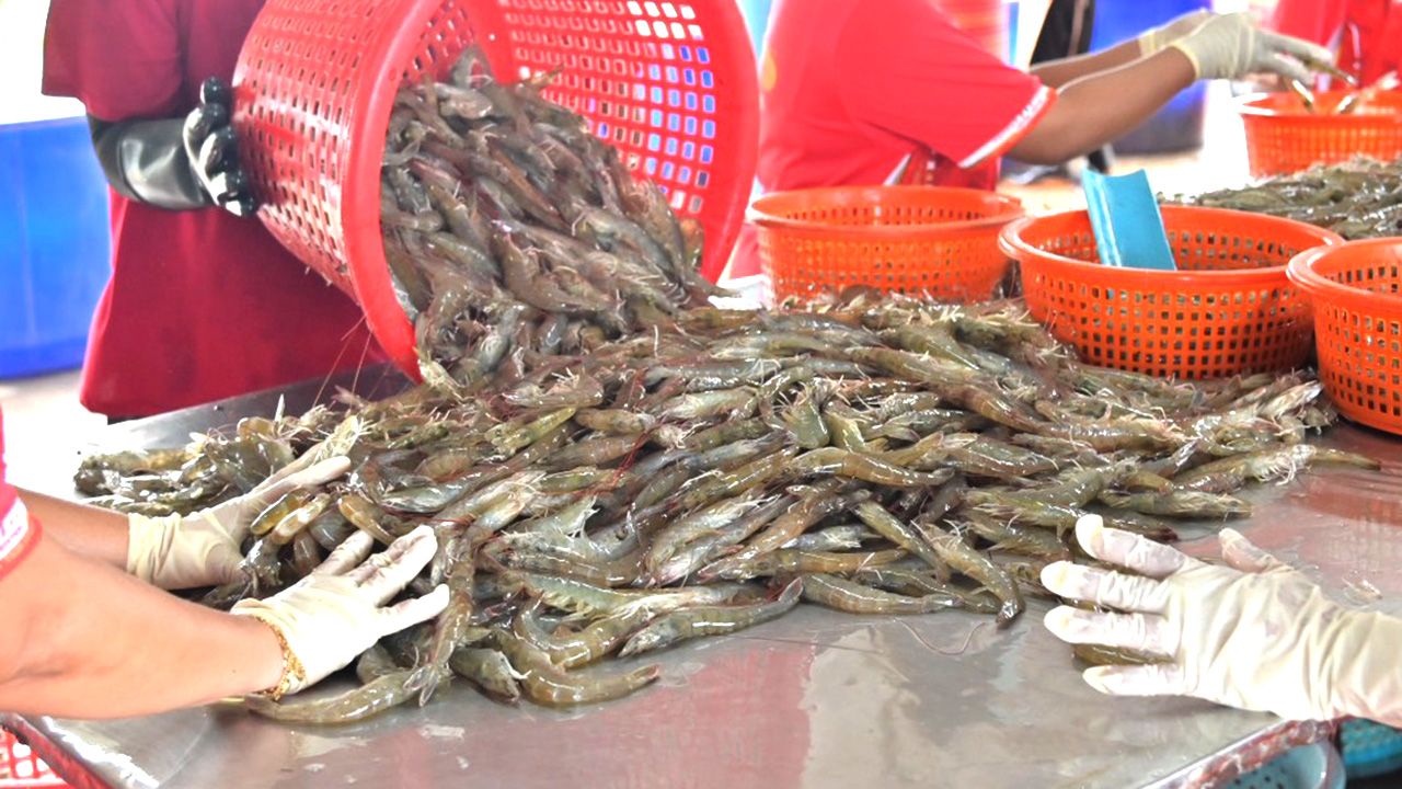 ราคากุ้งฟื้นตัว กรมการค้าภายในชี้ตลาดกุ้งสุราษฎร์ฯ ดีขึ้น พร้อมดันสู่แบรนด์พรีเมียม