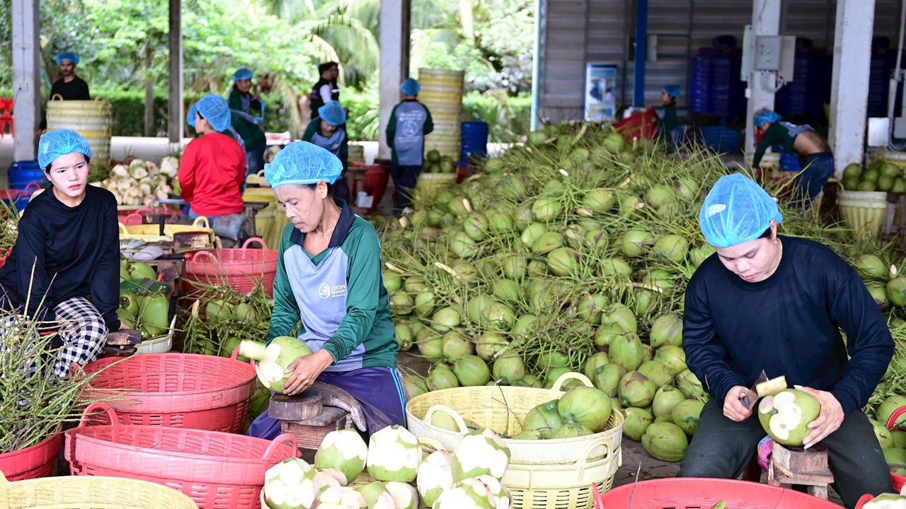 “พาณิชย์” ลุยราชบุรี ดัน "ล้งชุมชนมะพร้าวน้ำหอม" ต้นแบบ Zero Waste ยกระดับราคา