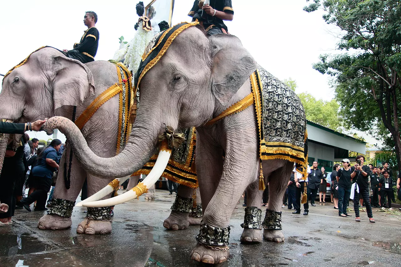 สง่างามแสนรู้! ขบวนช้างมงคลงางาม 11 เชือก แสดงความอาลัยในหลวงร.9
