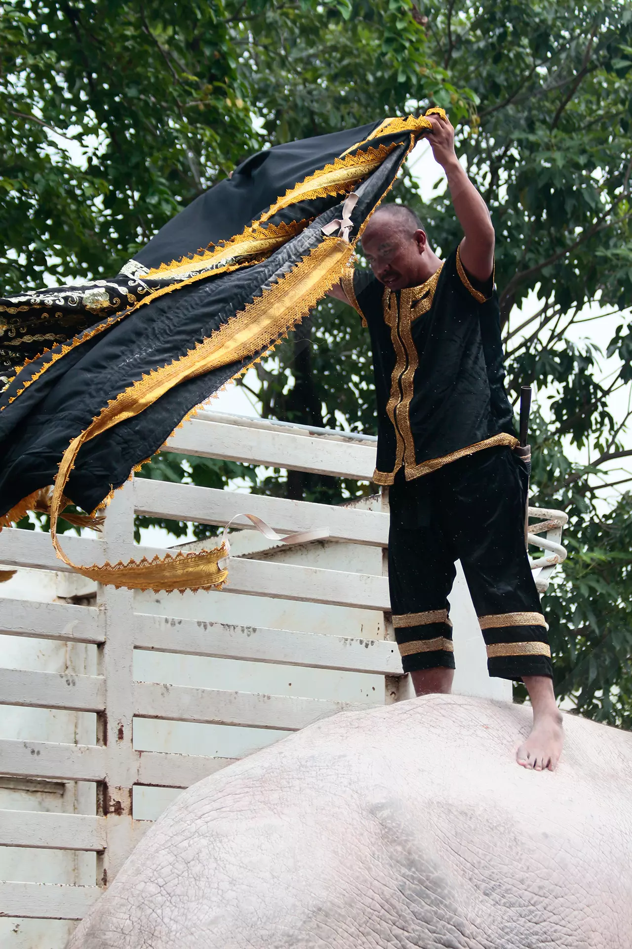 สง่างามแสนรู้! ขบวนช้างมงคลงางาม 11 เชือก แสดงความอาลัยในหลวงร.9