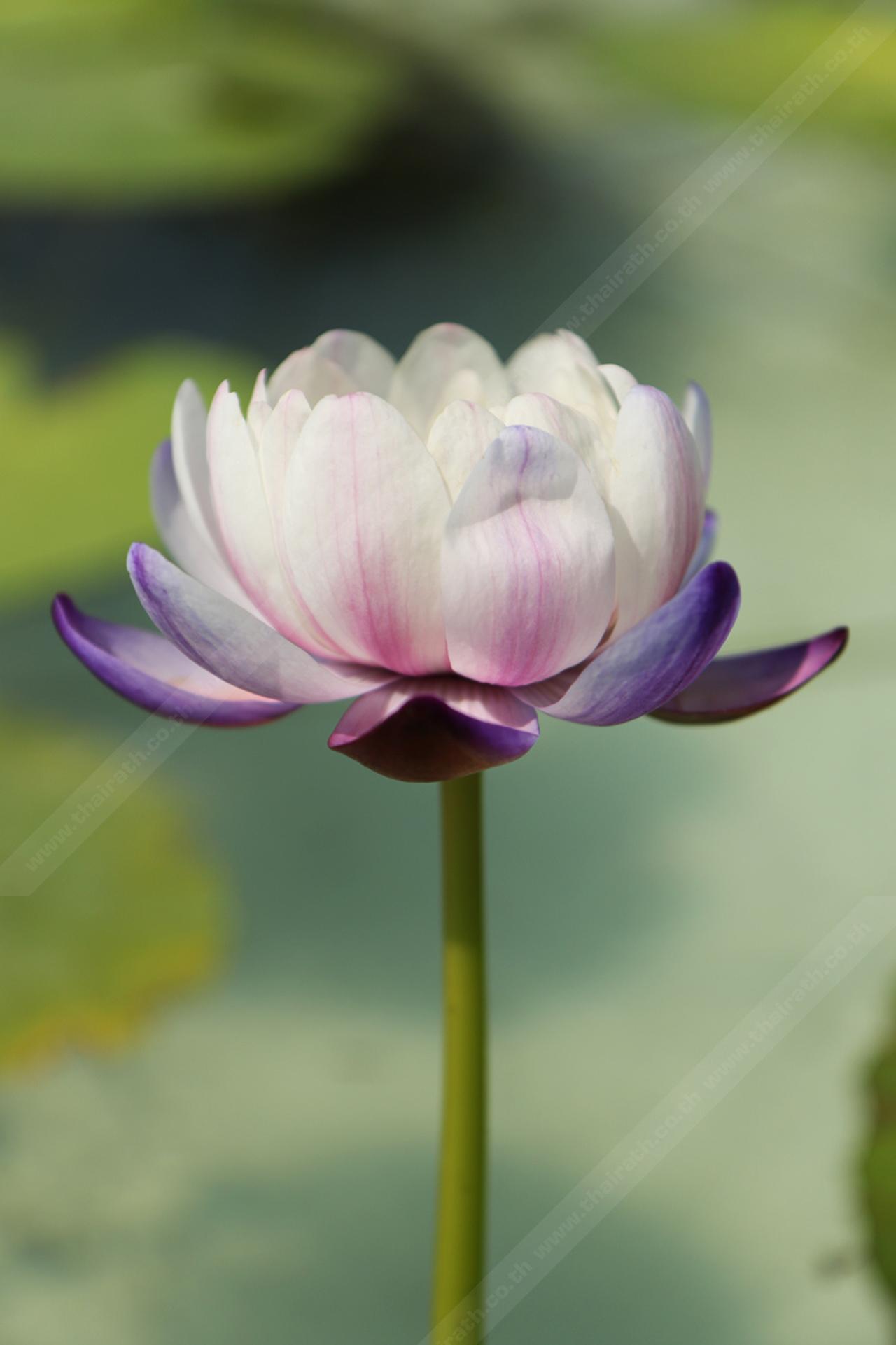 บัวเปลี่ยนสี